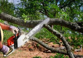 Trusted Kingston Springs, TN  Tree Services Experts