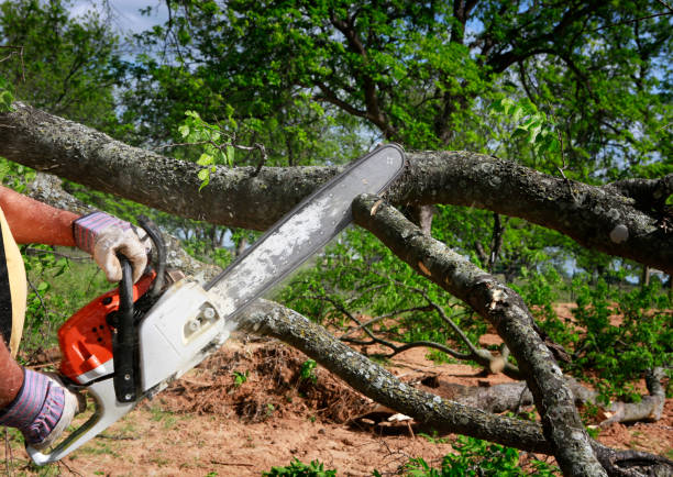 Tree and Shrub Care in Kingston Springs, TN